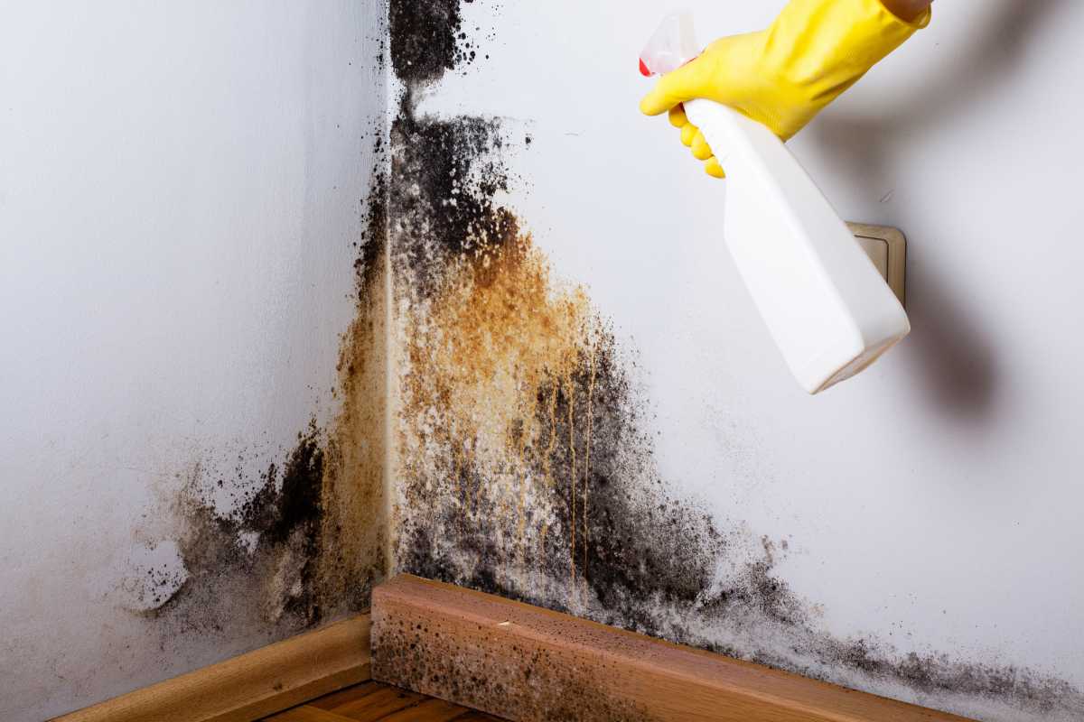 What Are the Signs You Have Mold in Your House?