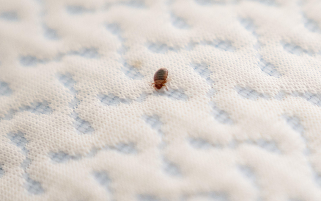Bed Bugs in Furniture