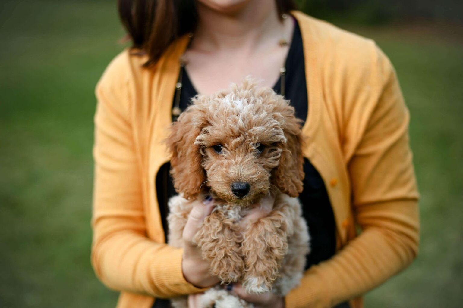 How To Make The Goldendoodle Puppy Coat Transition Smooth?