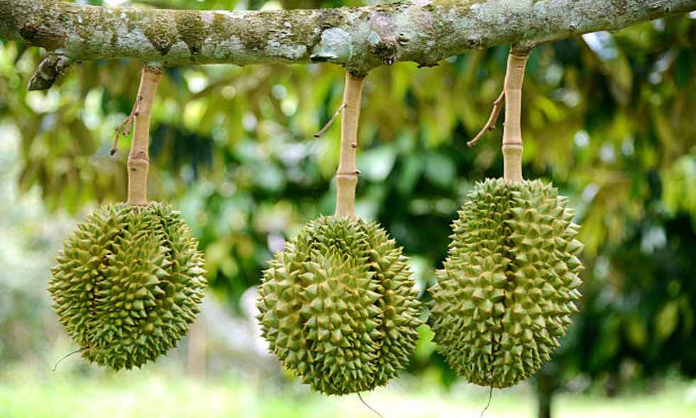 When Can You Find Durian?