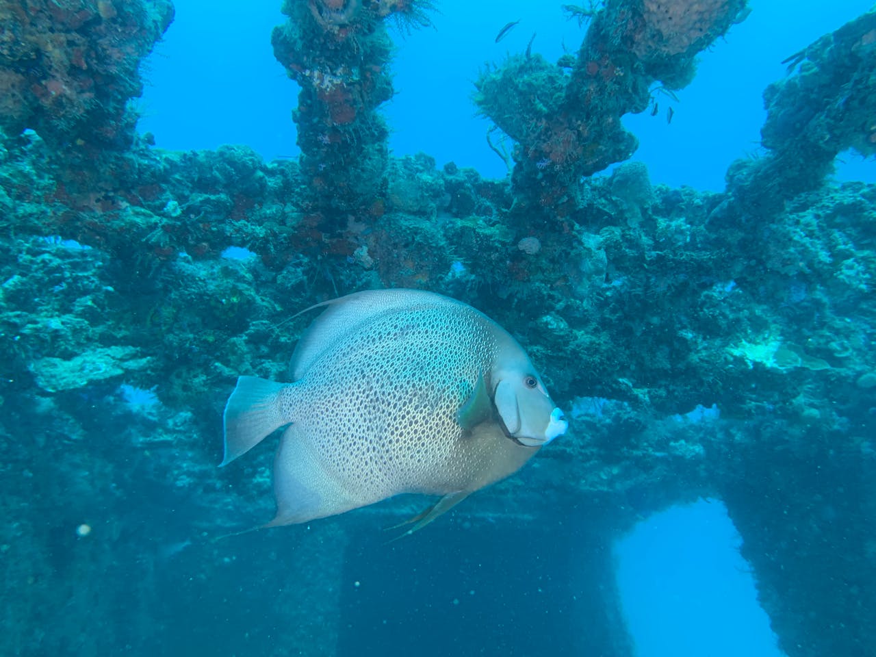 The Most Popular Angelfish Types and Their Care Requirements