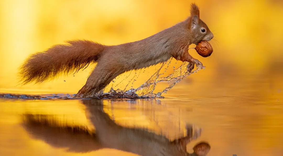 squirrel can swim