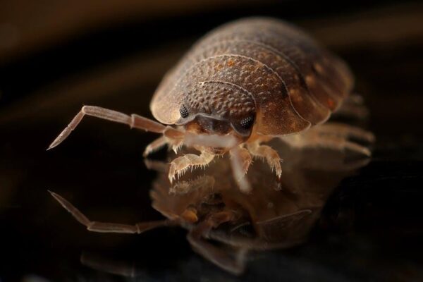The Dangers and Health Risks of Black Bed Bugs
