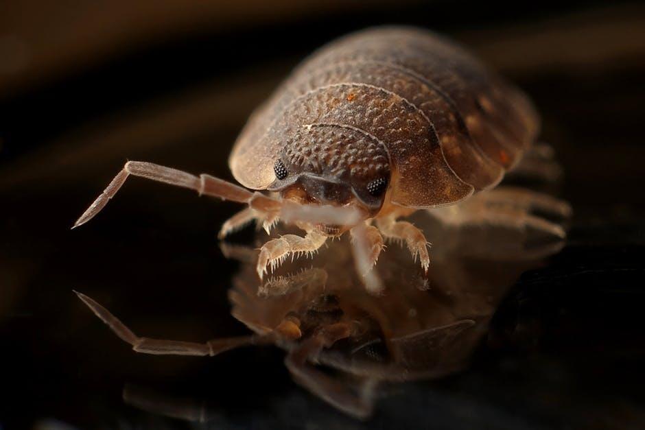 The Dangers and Health Risks of Black Bed Bugs
